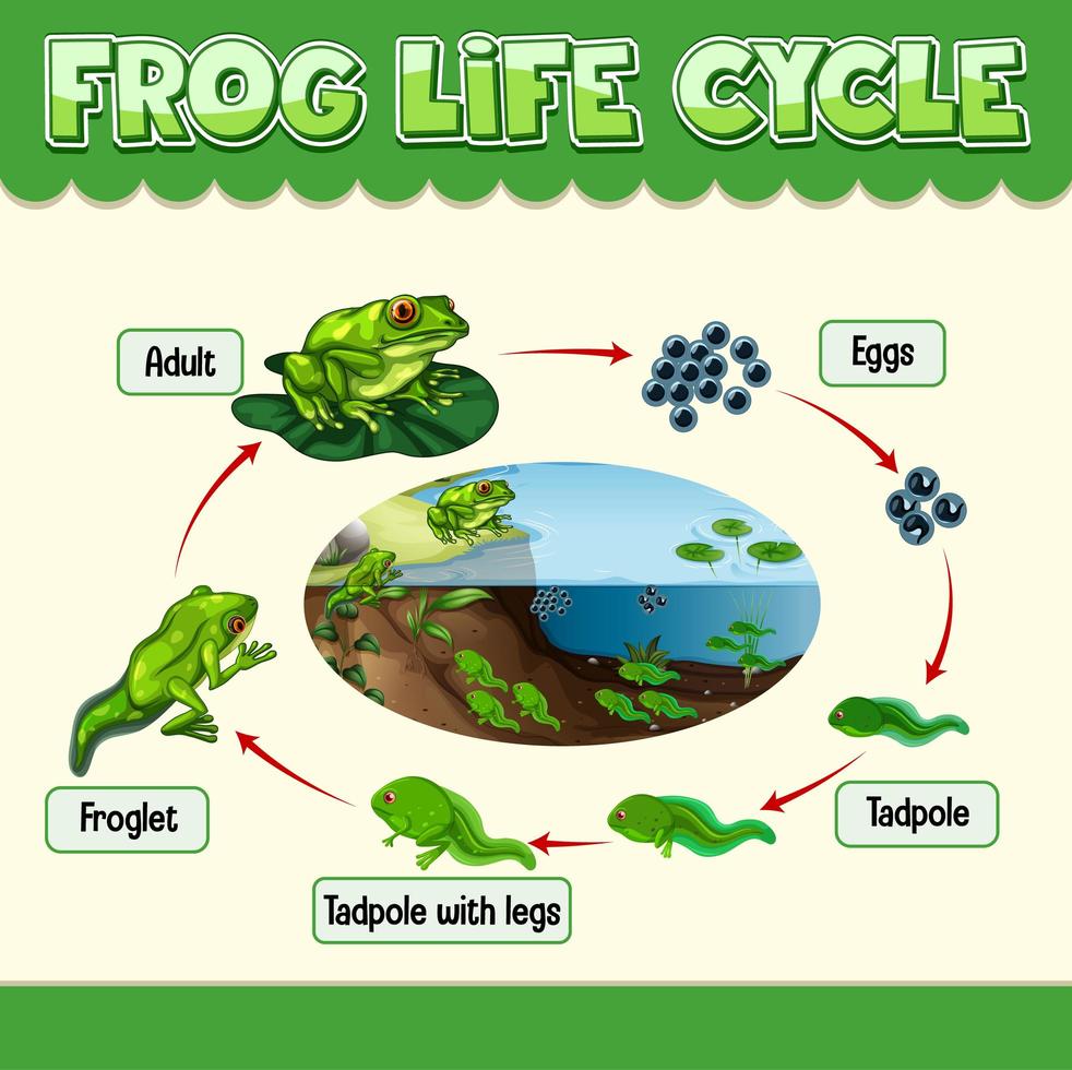 diagramma che mostra il ciclo di vita della rana vettore