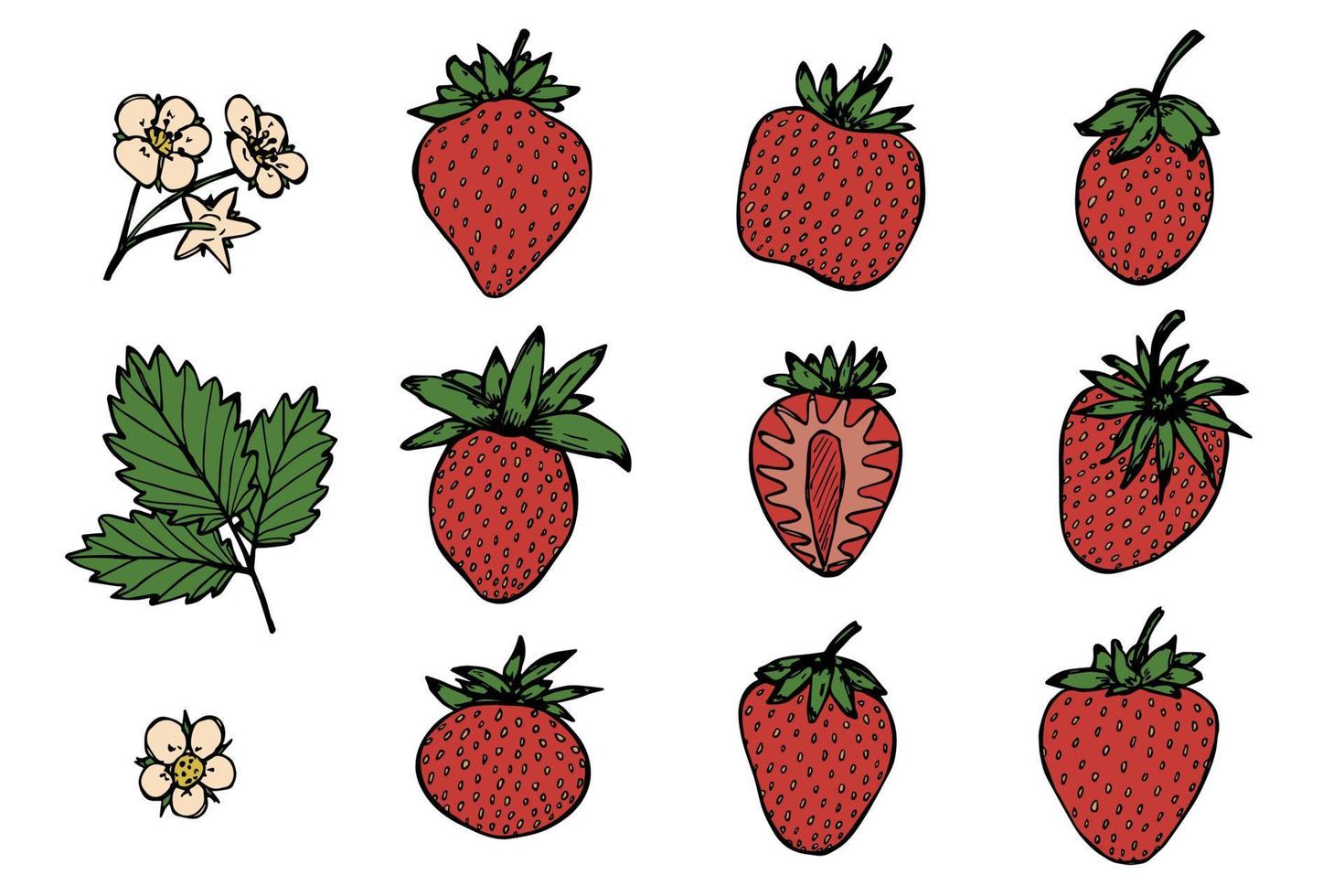 set vettoriale di clipart fragola. icona di bacca disegnata a mano. illustrazione di frutta. per stampa, web, design, arredamento, logo.