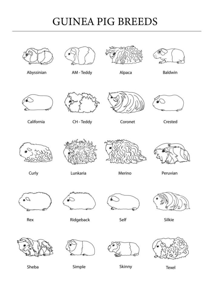 Guinea maiale razze manifesto nel linea stile. animale domestico roditori collezione e icone. isolato vettore nero linea con diverso razze