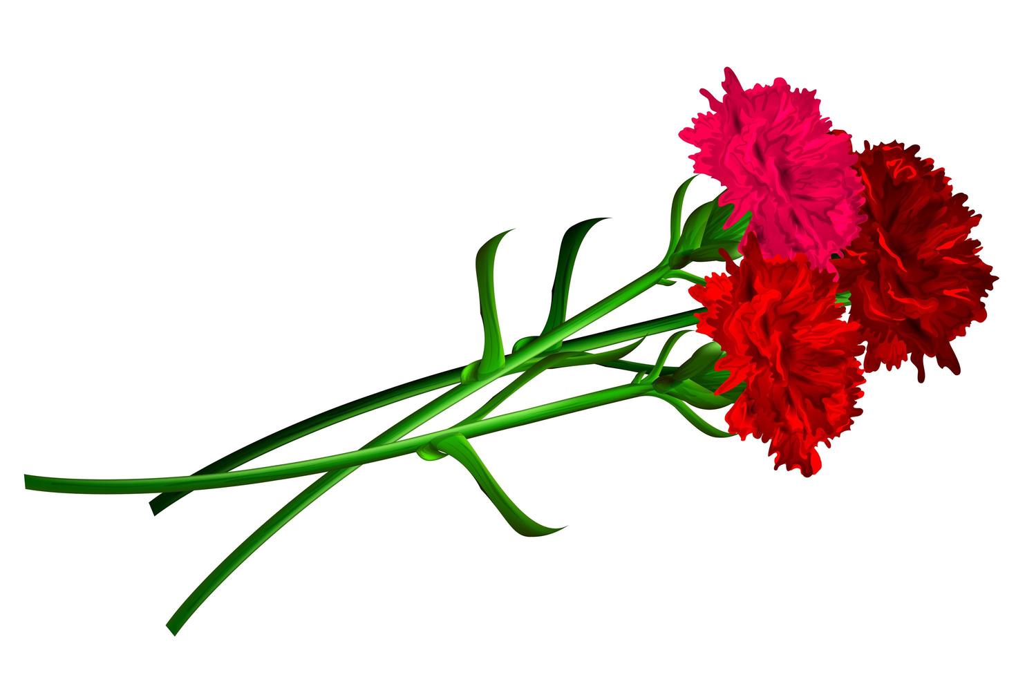 fiore di garofano rosso isolato su sfondo bianco vettore