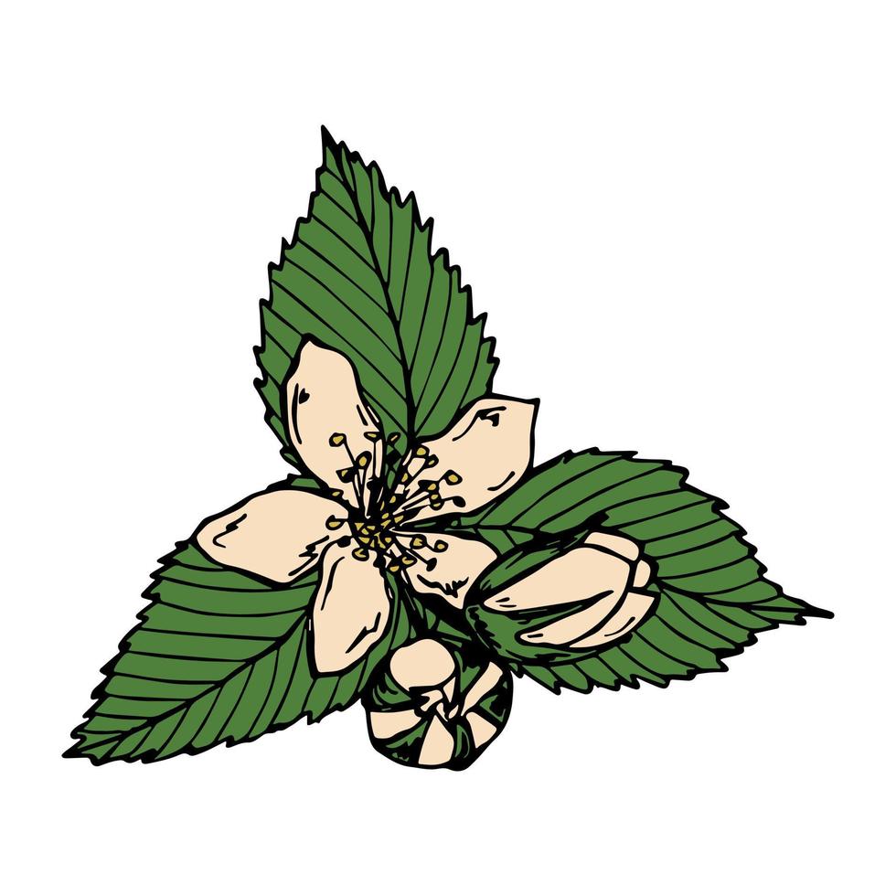 clipart di fiori e foglie di lampone vettoriale. illustrazione della pianta disegnata a mano. per stampa, web, design, arredamento, logo. vettore