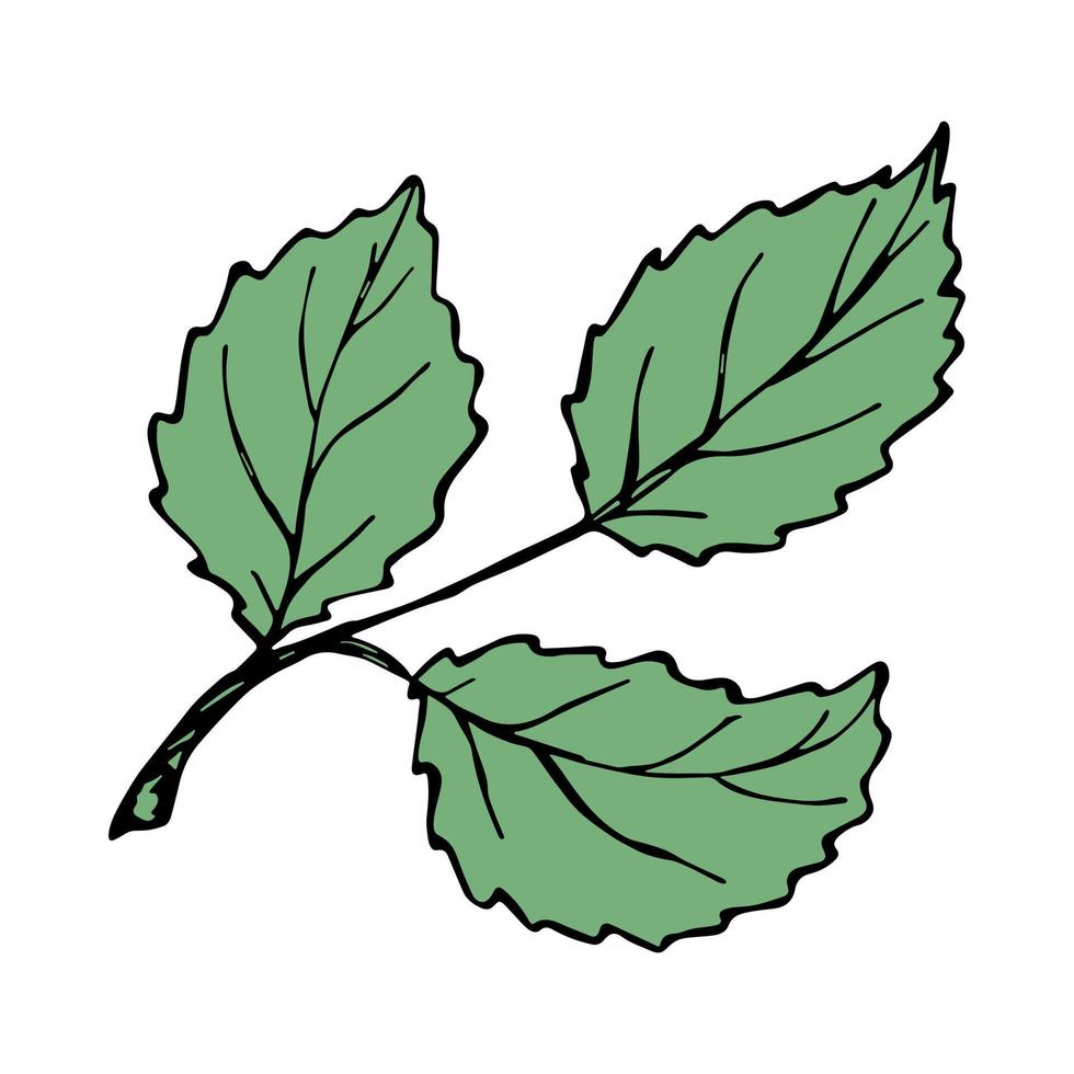 clipart di foglie di mirtillo vettoriale. illustrazione della pianta disegnata a mano. per stampa, web, design, arredamento, logo. vettore