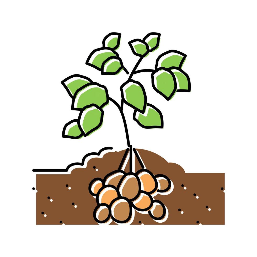 pianta Patata verdura colore icona vettore illustrazione