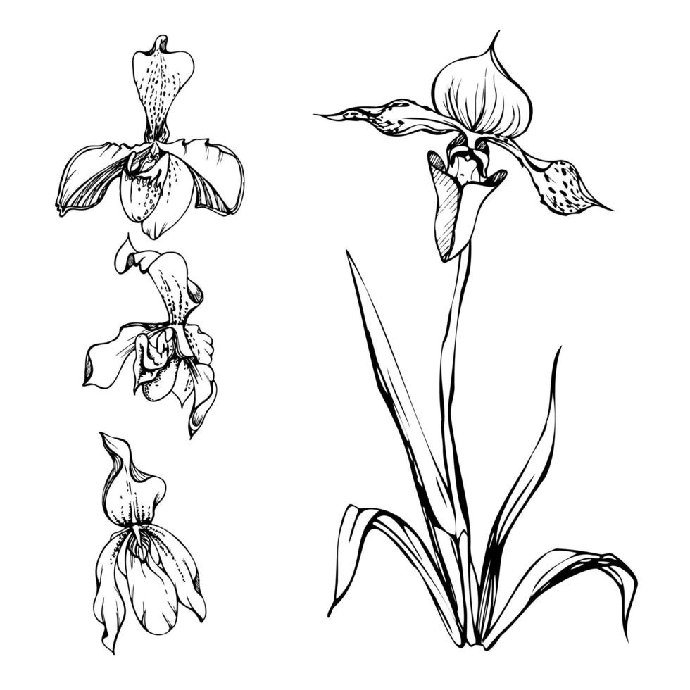 mano disegnato vettore inchiostro orchidea fiori, steli, foglie, monocromo, dettagliato schema. composizione con rami. isolato su bianca sfondo. design per parete arte, nozze, Stampa, tatuaggio, coperchio, carta.