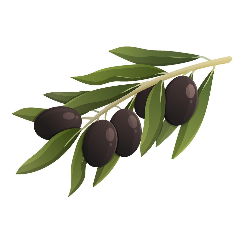 oliva ramo con olive. vettore isolato illustrazione