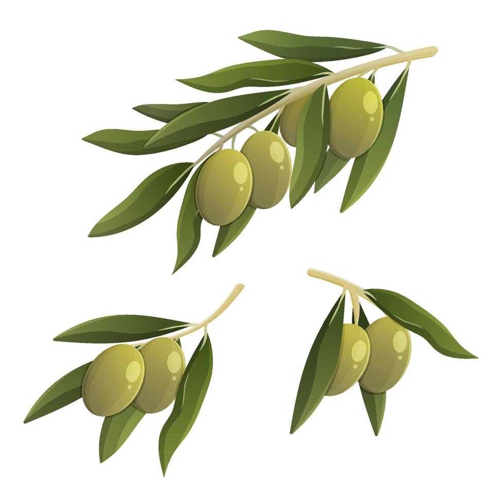 verde oliva ramo impostare. cartone animato vettore isolato illustrazione
