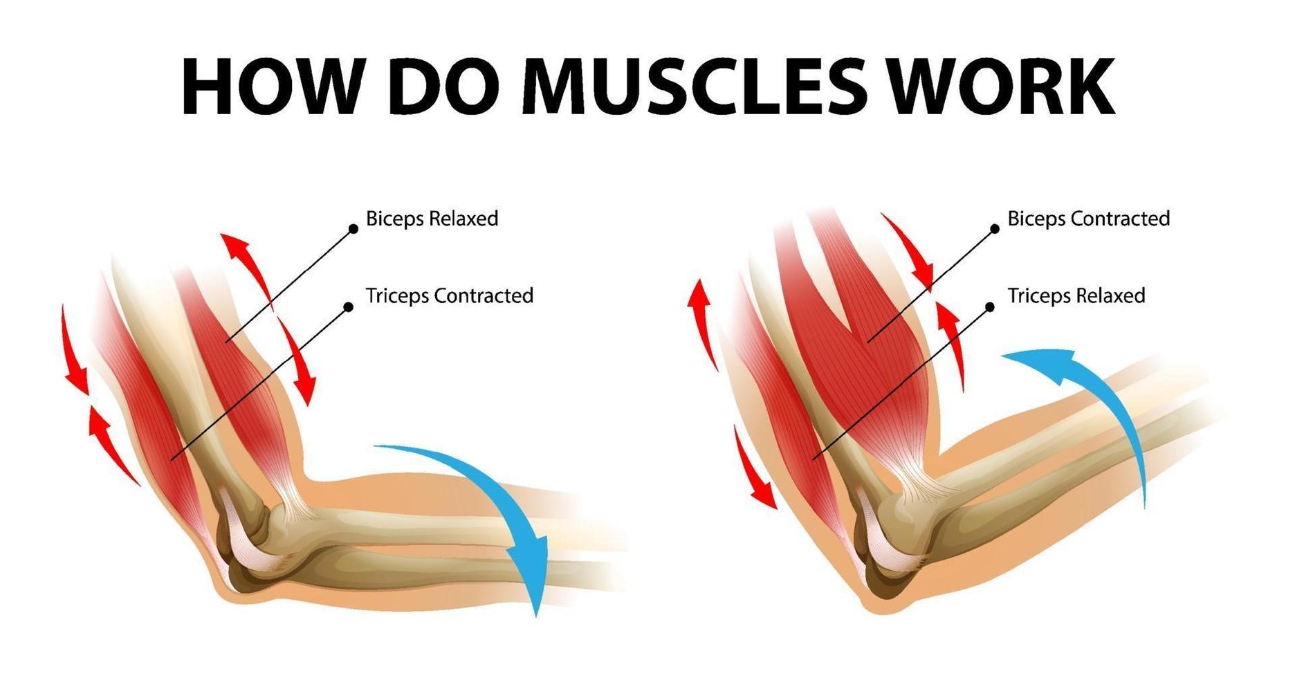 processo di movimento del muscolo del braccio bicipiti e tricipiti vettore