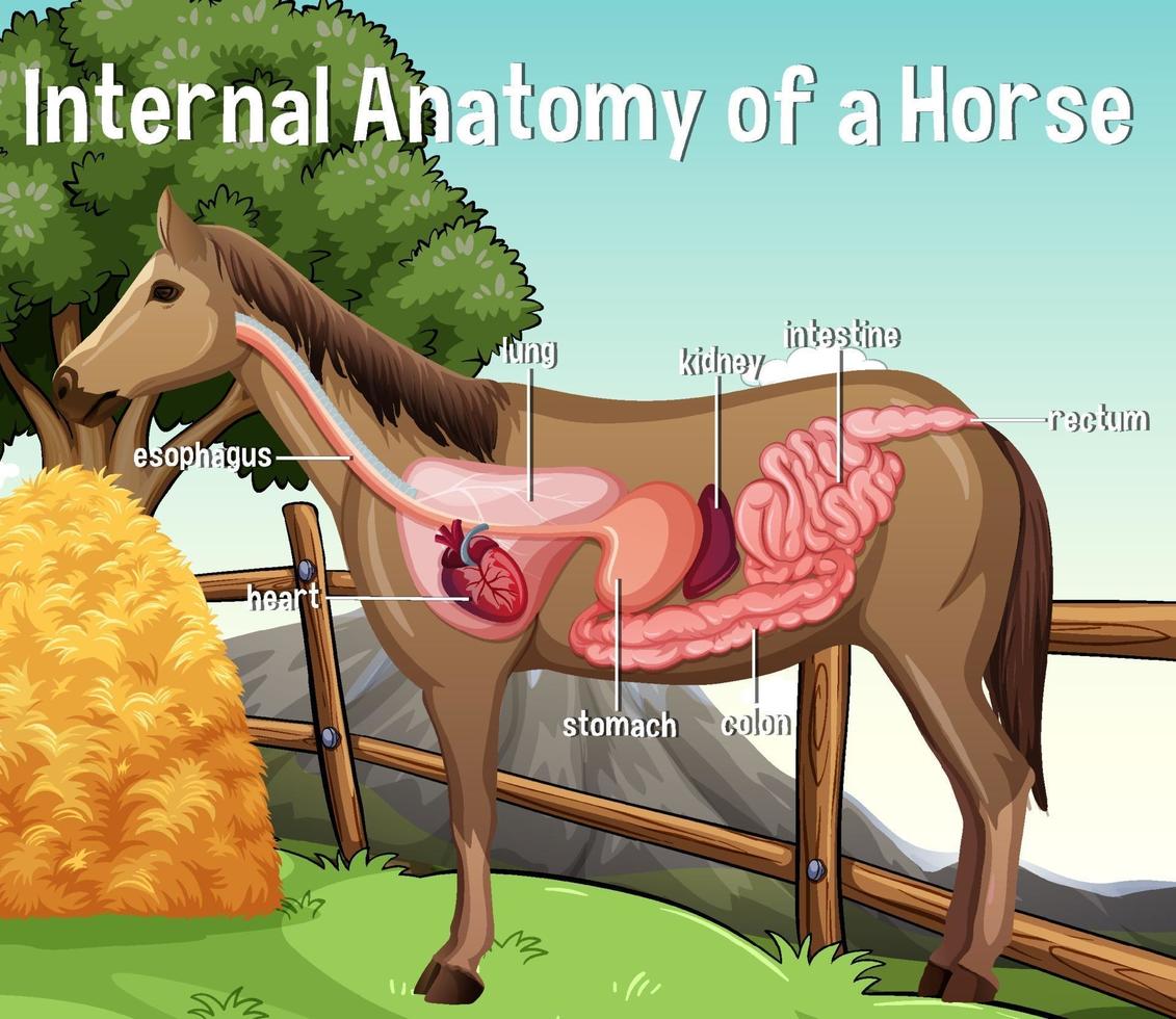 anatomia interna di un cavallo con etichetta vettore