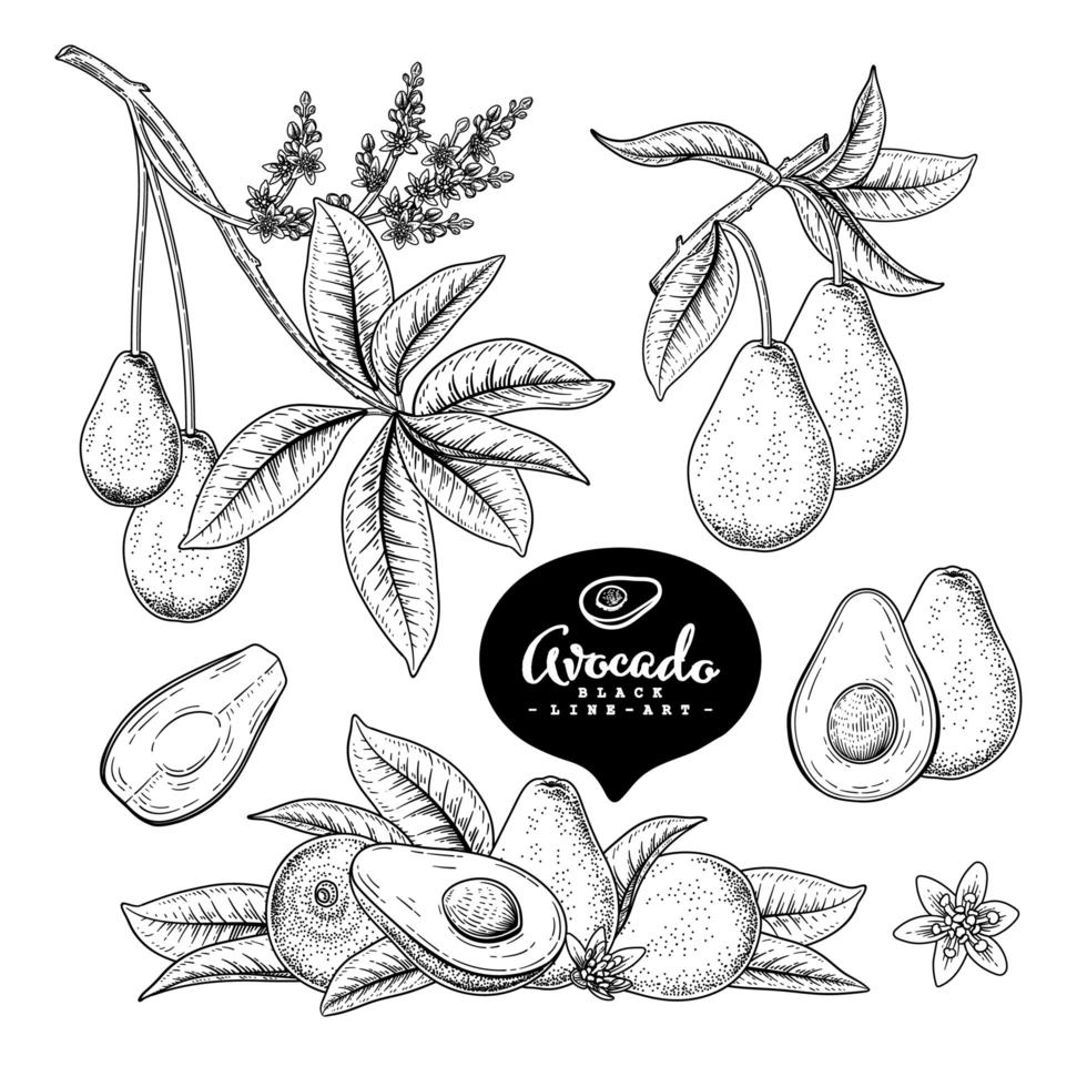 illustrazioni botaniche di elementi disegnati a mano di frutta avocado vettore