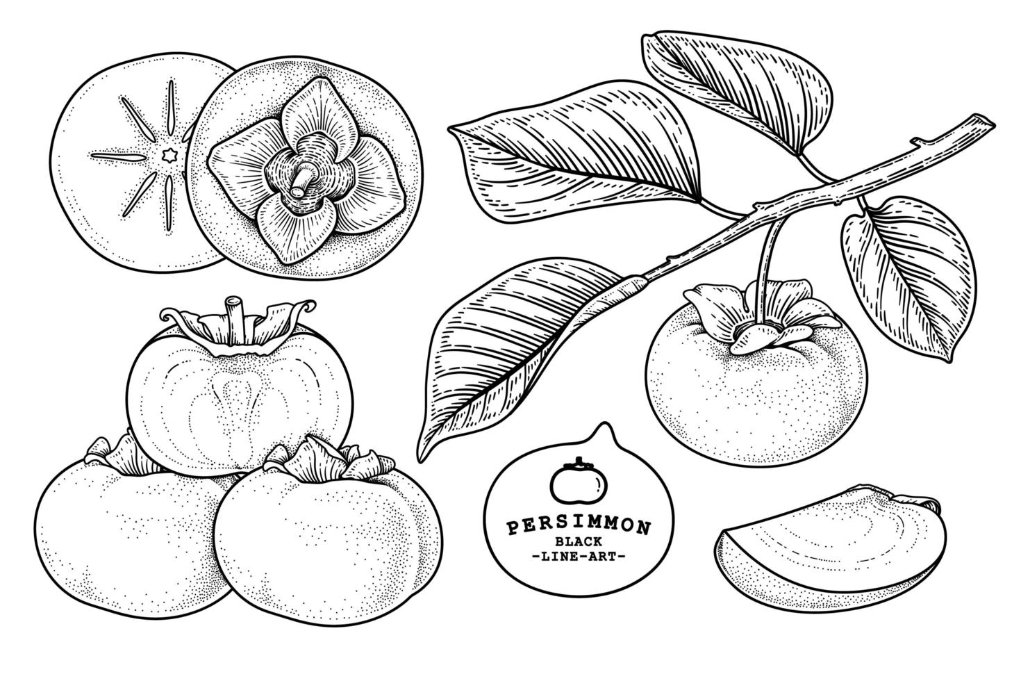 set di fuyu cachi frutta elementi disegnati a mano illustrazione botanica vettore