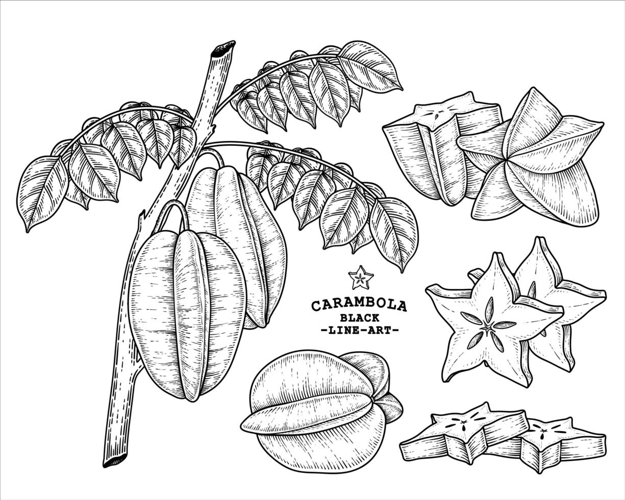 insieme dell'illustrazione botanica degli elementi disegnati a mano della frutta della stella o della carambola vettore