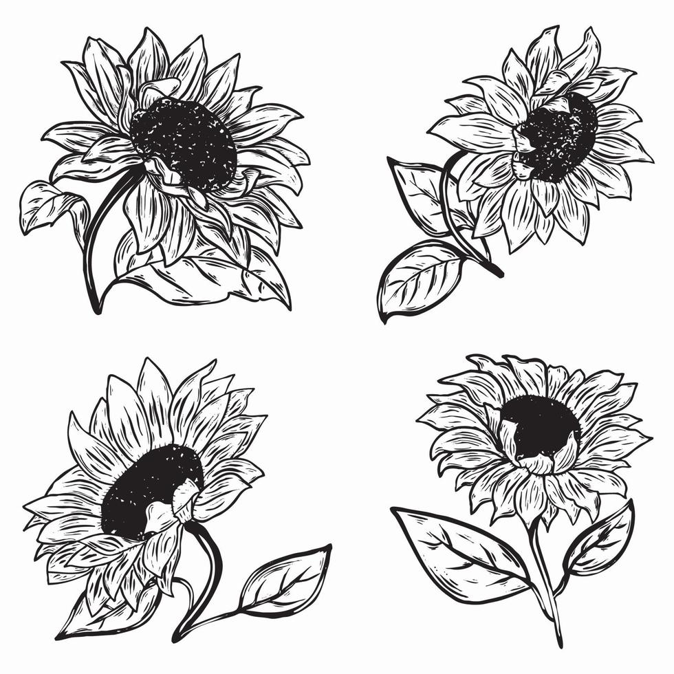 set di illustrazione di girasoli vettore