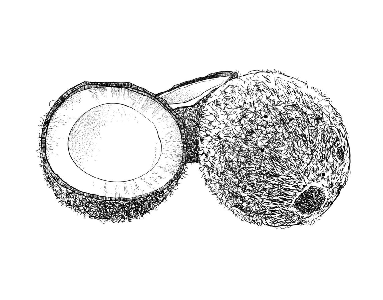 disegno del modello di cocco rotto e guscio di noce di cocco vettore