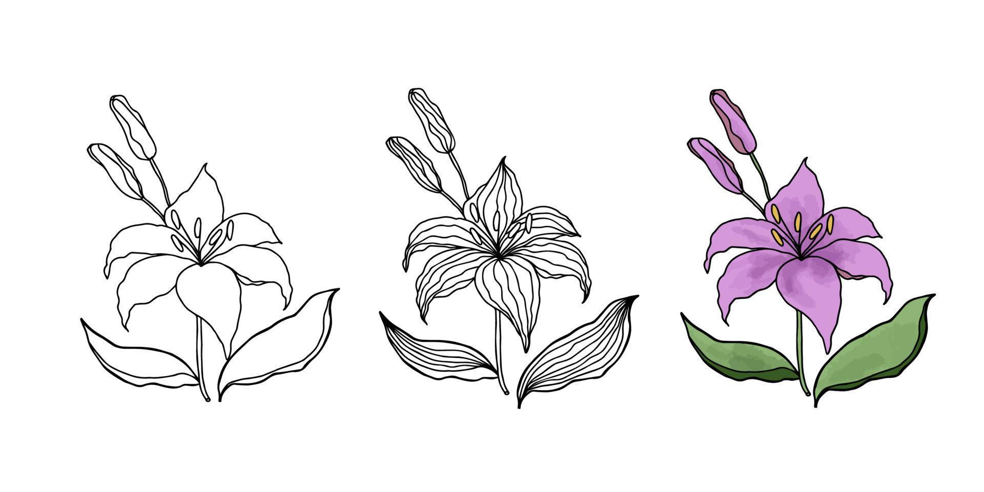 lilly mano disegnato fiore impostato per design vettore