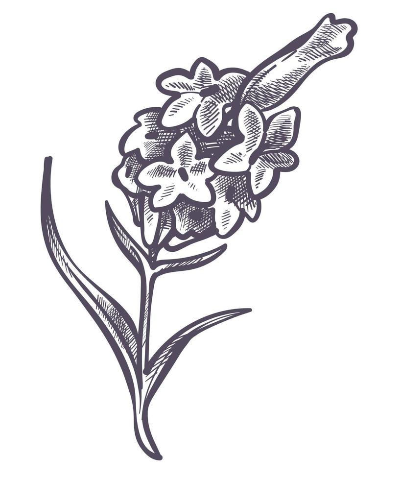 ramo con fiorente fiori, esotico botanica vettore