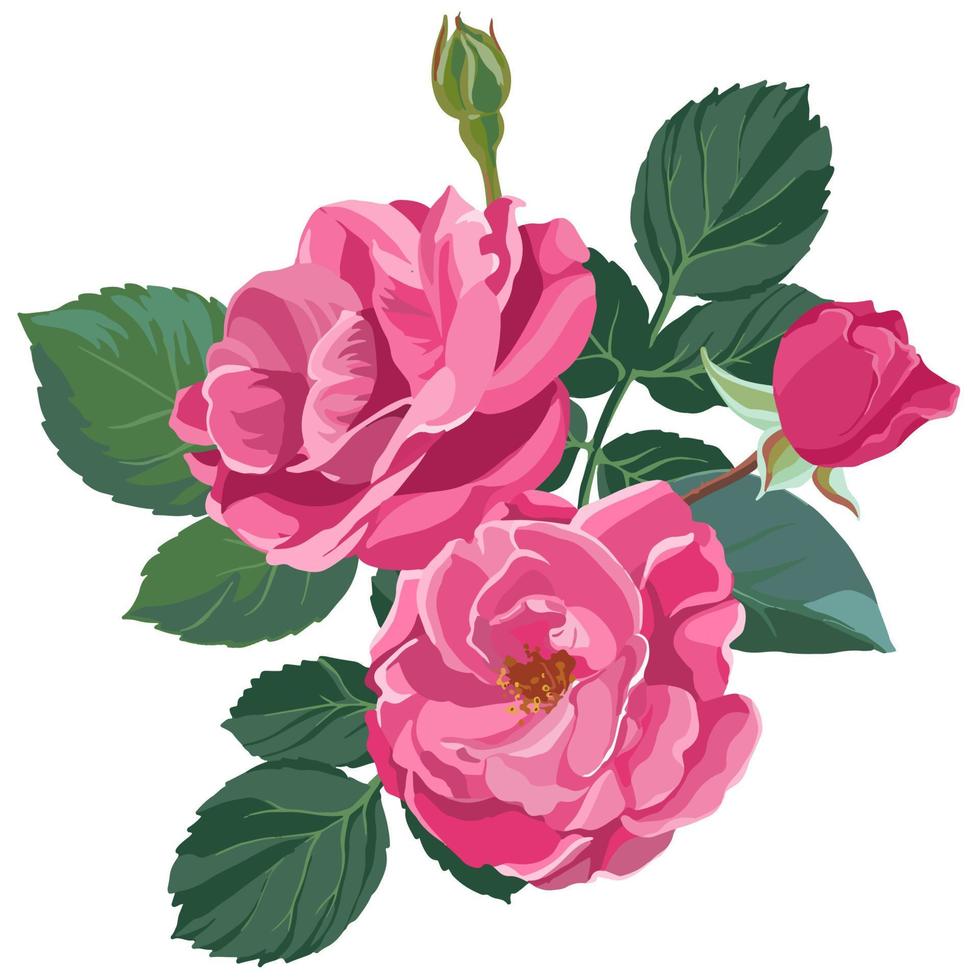 rosa Rose nel fiore, fiorente fiore vettore