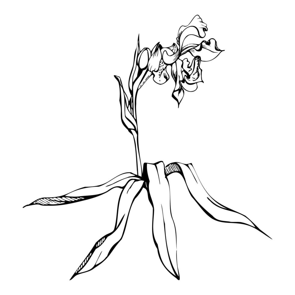 mano disegnato vettore inchiostro orchidea fiori, steli, foglie, monocromo, dettagliato schema. composizione con rami. isolato su bianca sfondo. design per parete arte, nozze, Stampa, tatuaggio, coperchio, carta.