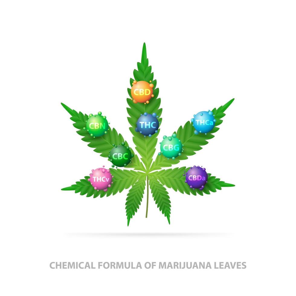 formula chimica delle foglie di marijuana. foglia verde di cannabis con molecole 3d di formula chimica di cannabis vettore