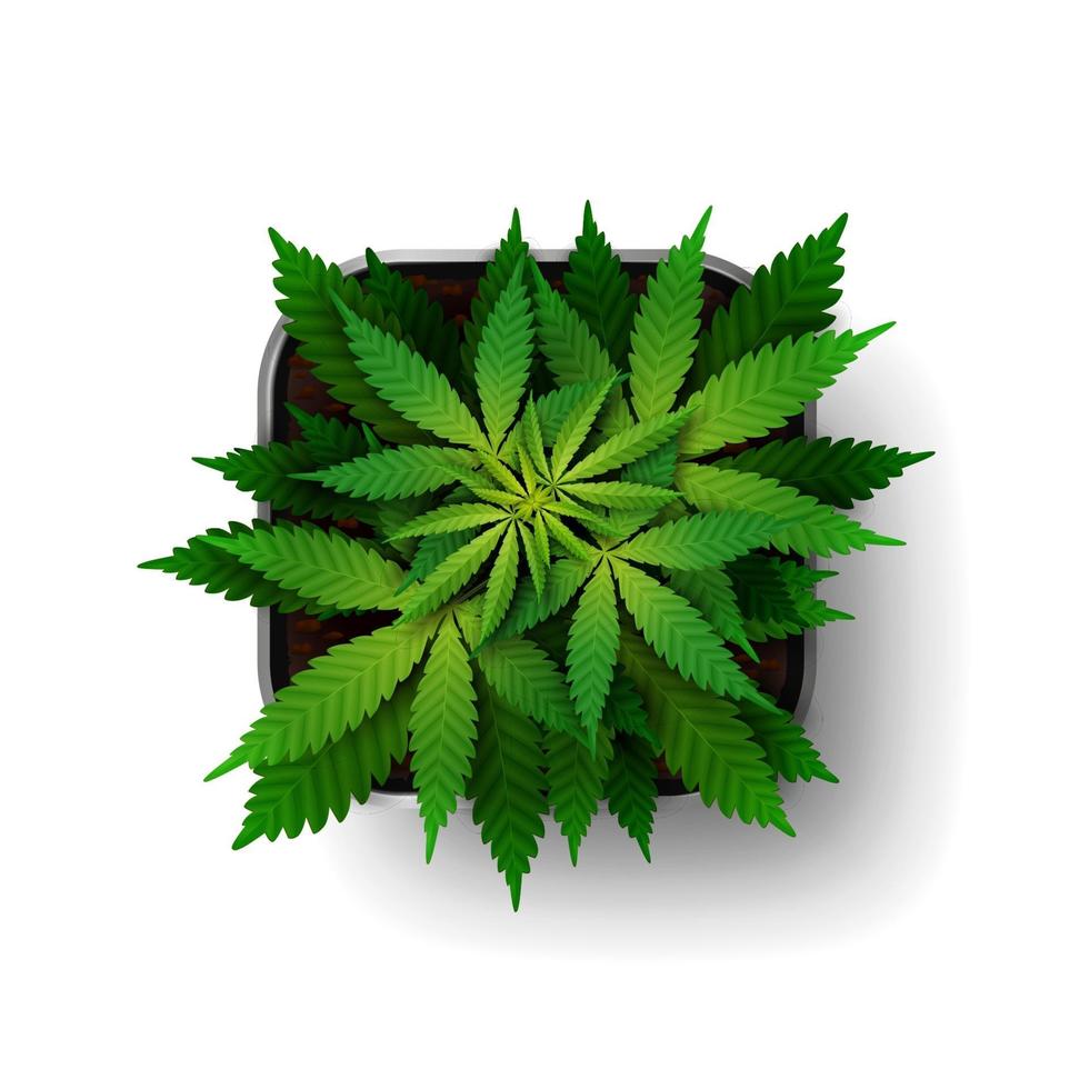 la pianta di cannabis in fase di crescita cresce in un vaso quadrato, vista dall'alto. cespuglio di marijuana verde isolato su sfondo bianco vettore
