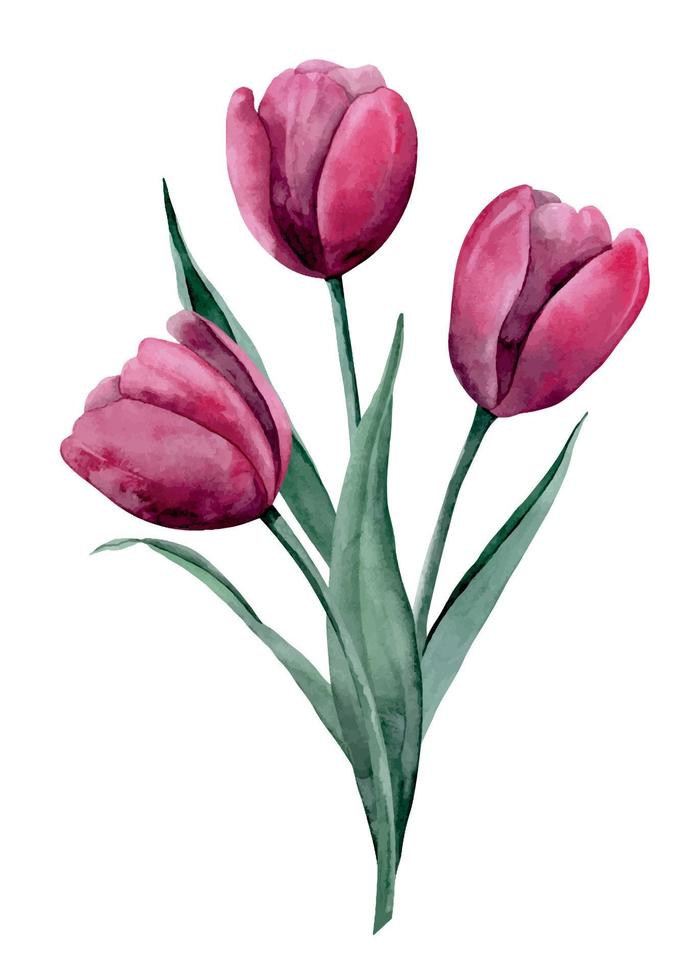 acquerello mazzo con rosa tulipano fiori. mano disegnato floreale illustrazione di fioritura impianti su isolato sfondo. botanico disegno per saluto carte o nozze invito nel Viva magenta colore vettore