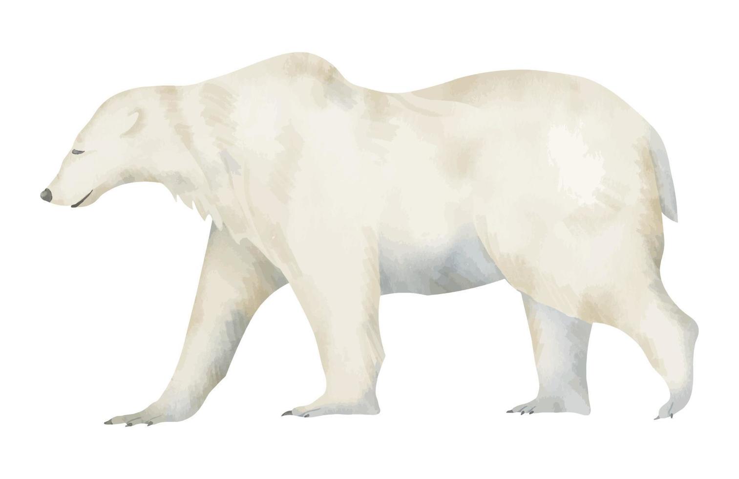 polare bianca orso acquerello illustrazione. disegno di grande ursus maritimus su isolato sfondo per ecologia icona o logo. schizzo di mammifero animale nel pastello colori. disegno di nord fauna per zoologia vettore