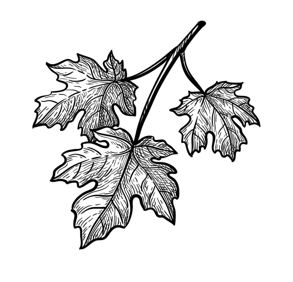 inchiostro schizzo di acero ramo. tre le foglie. mano disegnato vettore illustrazione isolato su bianca sfondo. retrò stile.