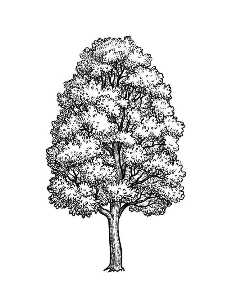 inchiostro schizzo di acero albero. mano disegnato vettore illustrazione isolato su bianca sfondo. retrò stile.