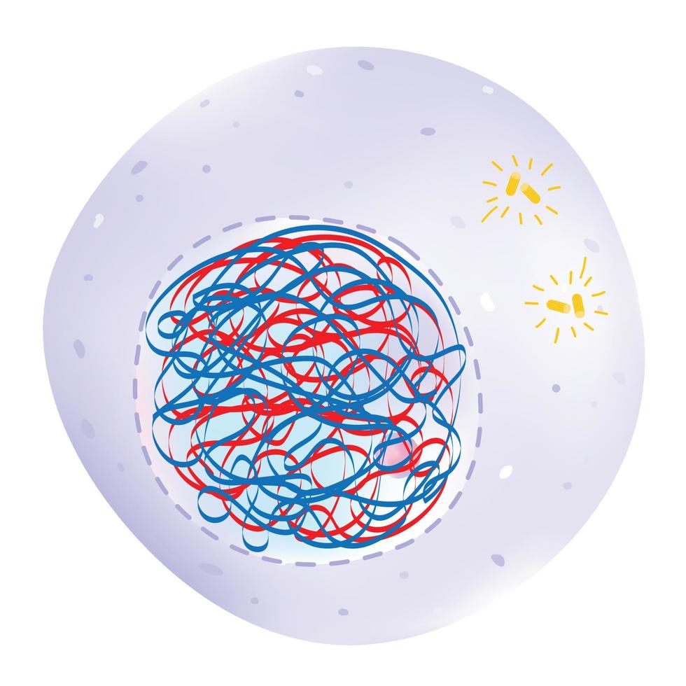 interphase è il fase di il cellula ciclo. vettore