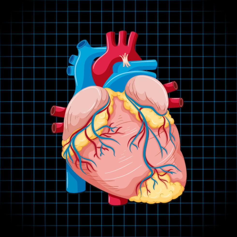 organo interno umano con cuore vettore