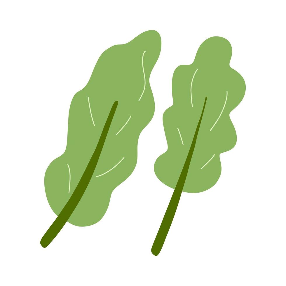 vettore illustrazione di lattuga, cavolo, verde insalata le foglie. fresco verdura, salutare vegano cibo.
