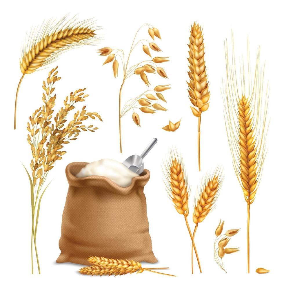 grano orzo avena riso cereali realistico vettore