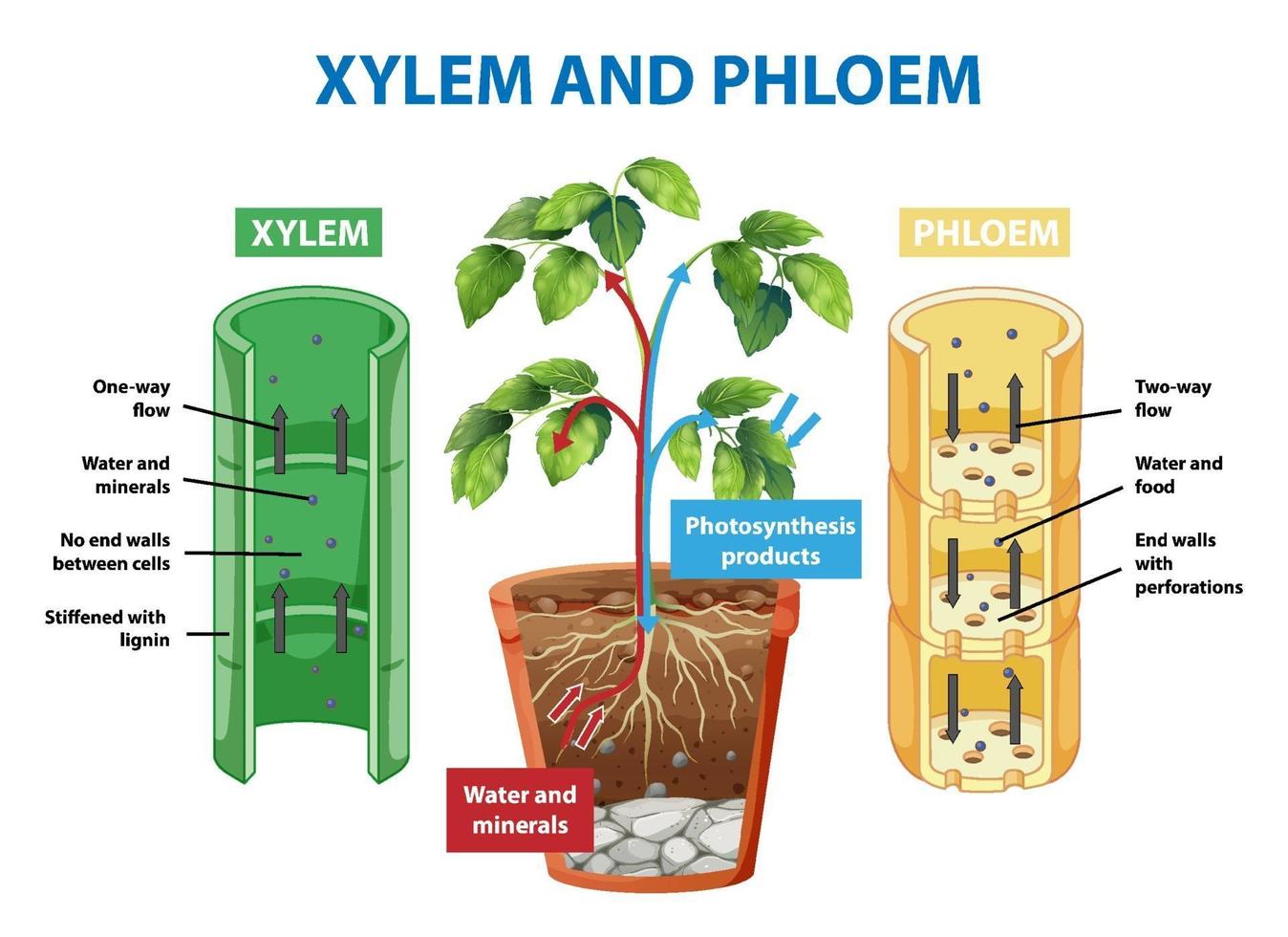diagramma che mostra lo xilema e il floema della pianta vettore