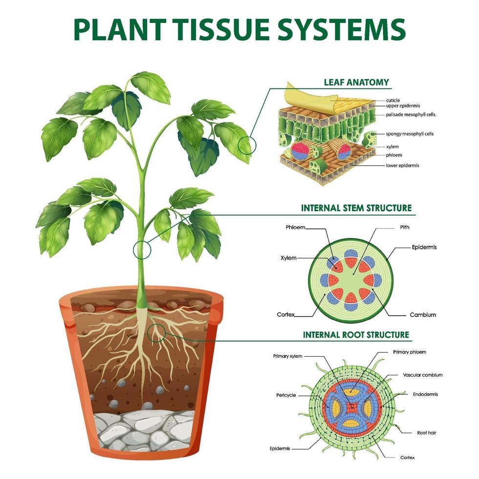 diagramma che mostra i sistemi dei tessuti vegetali vettore