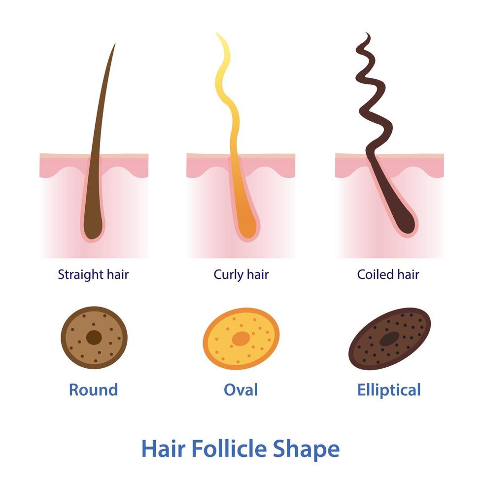 diagramma di capelli follicolo forma vettore illustrazione isolato su bianca sfondo.