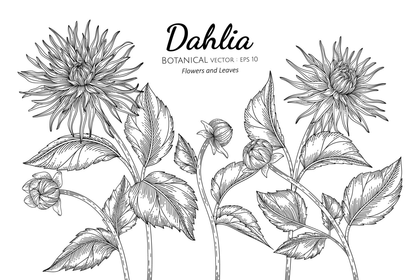 set di dalia fiori e foglie disegnati a mano illustrazione botanica con disegni al tratto su sfondo bianco. vettore