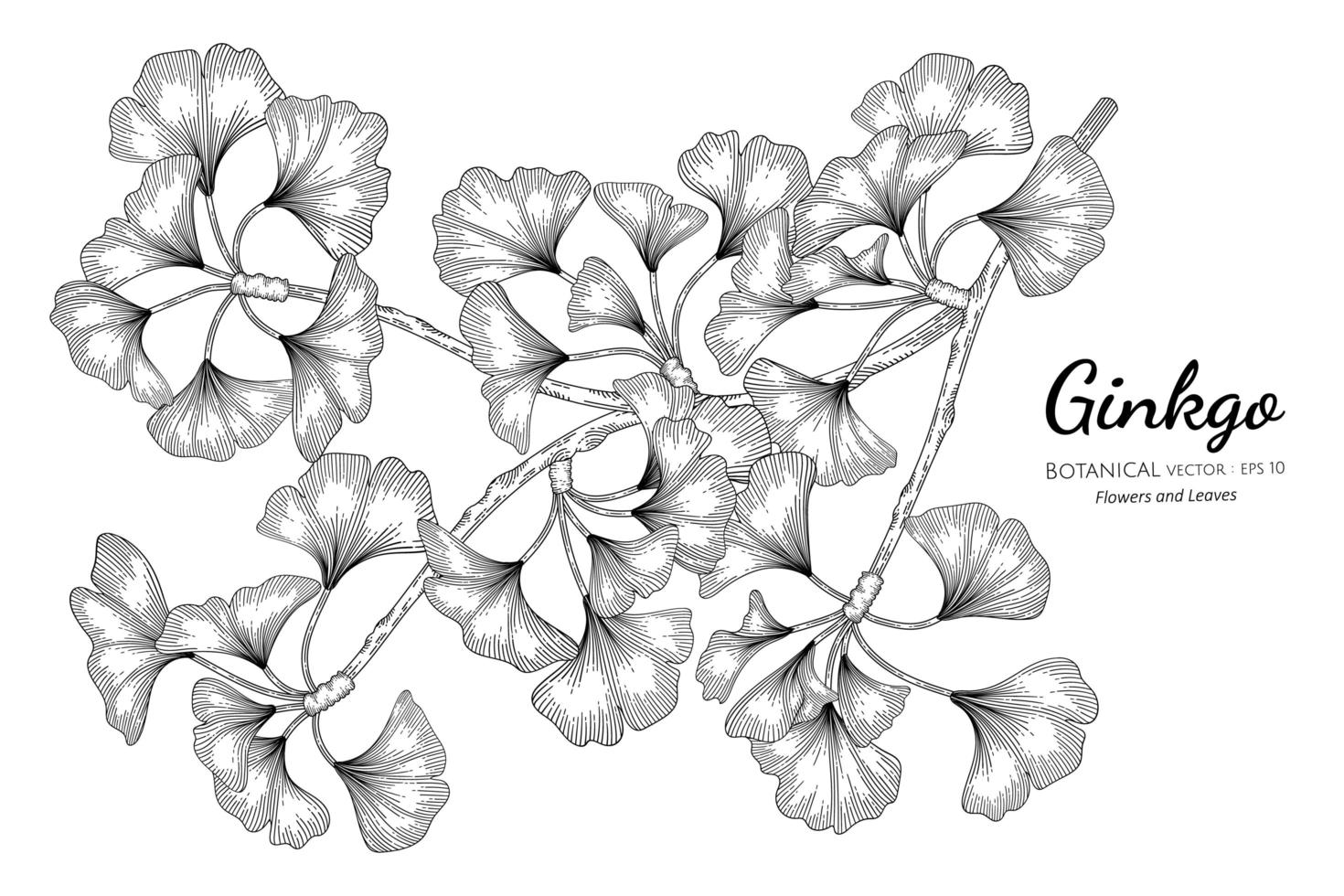 illustrazione botanica disegnata a mano di ginkgo con disegni al tratto su sfondo bianco. vettore