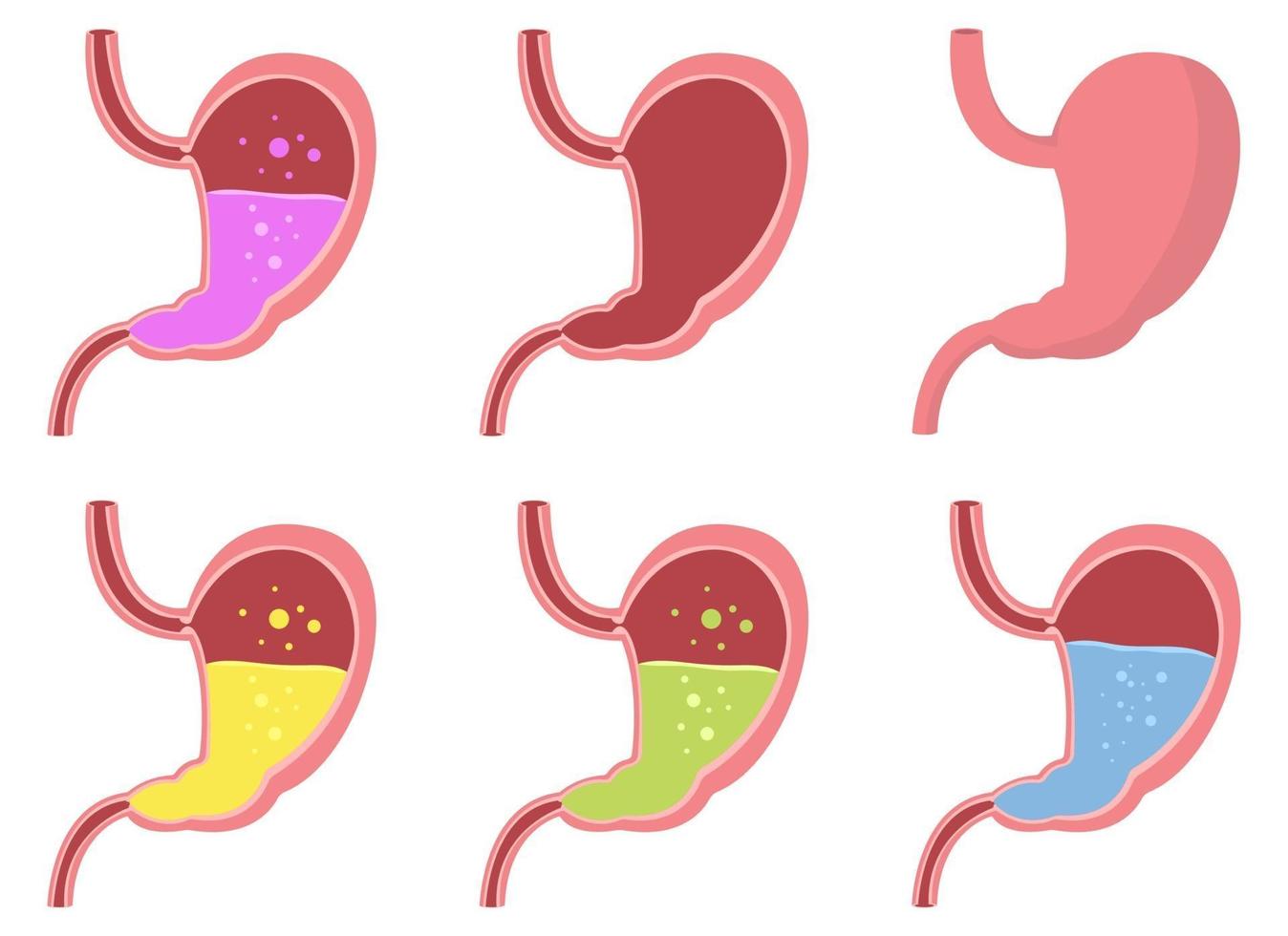 illustrazione di disegno vettoriale di stomaco isolato su priorità bassa bianca