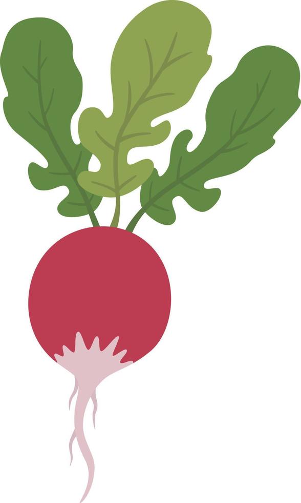 illustrazione di verdure di ravanello vettore
