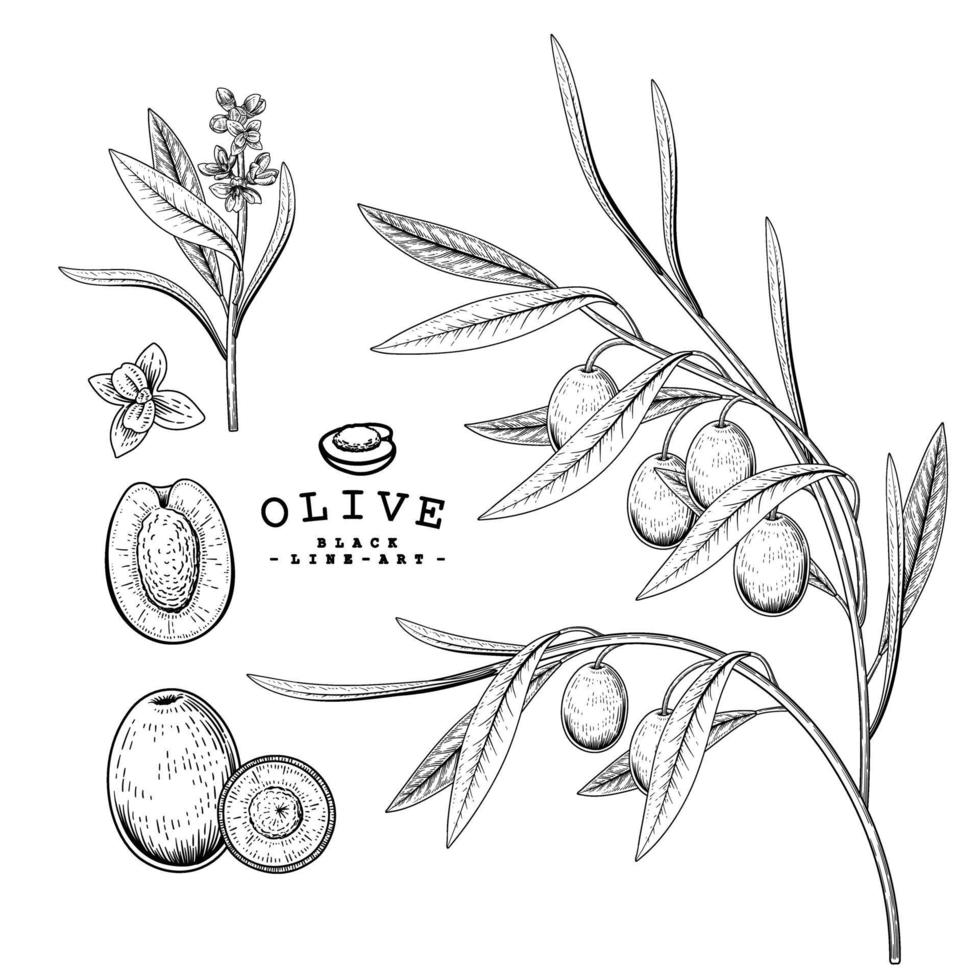 insieme decorativo botanico disegnato a mano dell'olivo di schizzo di vettore