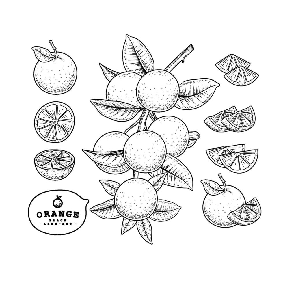 insieme decorativo botanico disegnato a mano della frutta arancione di schizzo di vettore