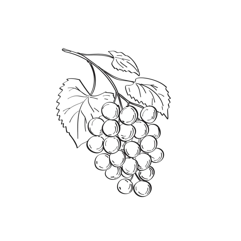 frutto di uva moscato o vitis rotundifolia una specie di vite linea arte disegno in bianco e nero vettore