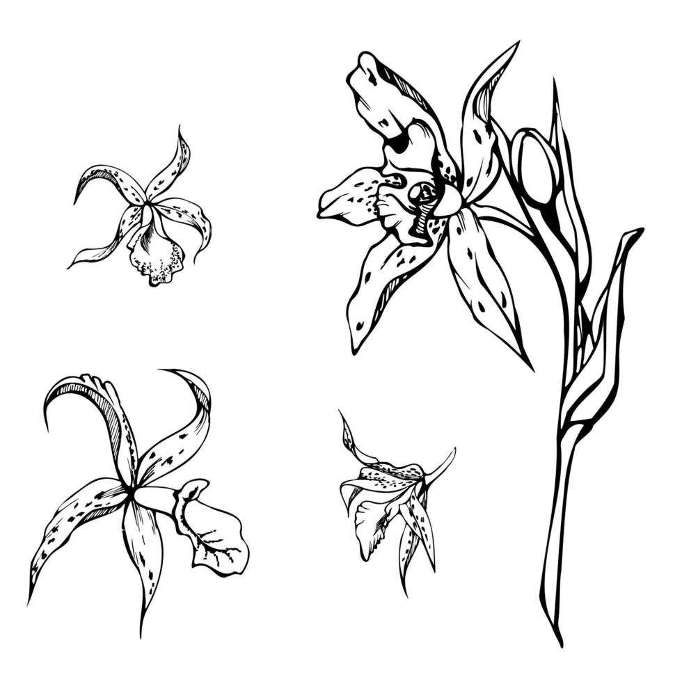 mano disegnato vettore inchiostro orchidea fiori, steli, foglie, monocromo, dettagliato schema. composizione con rami. isolato su bianca sfondo. design per parete arte, nozze, Stampa, tatuaggio, coperchio, carta.