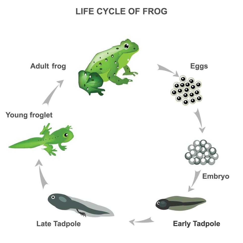 vita ciclo di rana vettore illustrazione