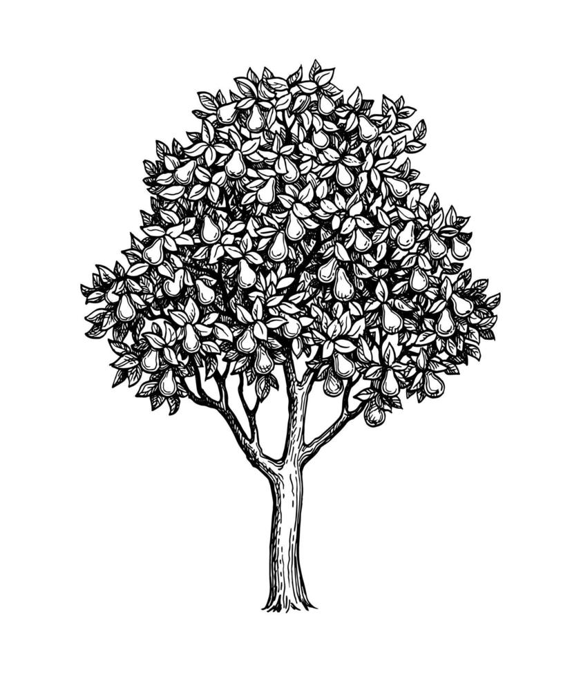Pera albero. inchiostro schizzo isolato su bianca sfondo. mano disegnato vettore illustrazione. retrò stile.
