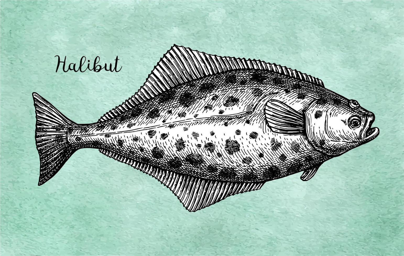 pesce piatto. inchiostro schizzo di halibut. mano disegnato vettore illustrazione isolato su bianca sfondo. retrò stile.