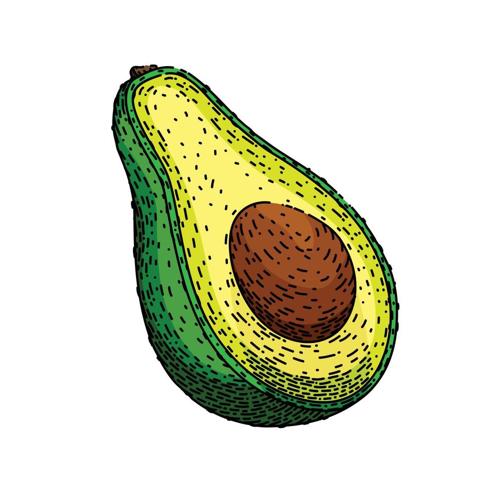 avocado tagliare schizzo mano disegnato vettore