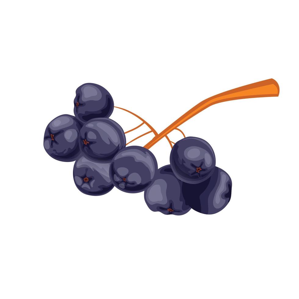 chokeberry cibo bacca cartone animato vettore illustrazione
