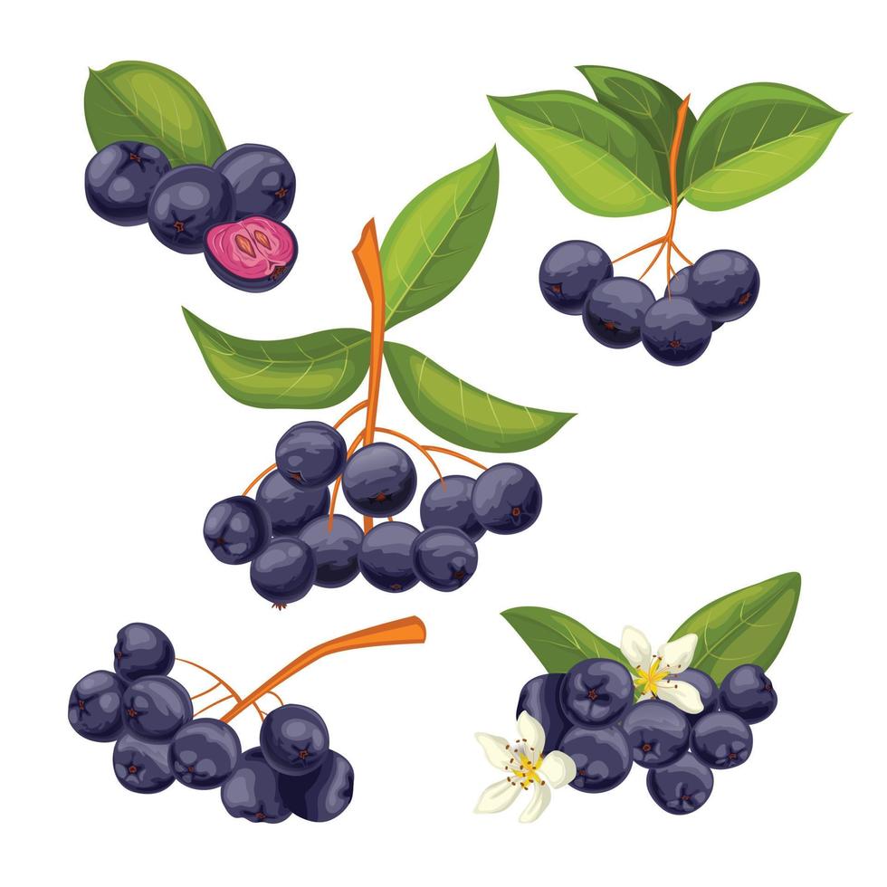 chokeberry antiossidante impostato cartone animato vettore illustrazione