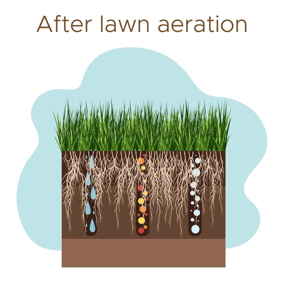 prato cura - aerazione e scarificazione. etichette di fase dopo. presa di sostanze-acqua, ossigeno, e nutrienti per alimentazione il erba e suolo. vettore piatto illustrazione isolato