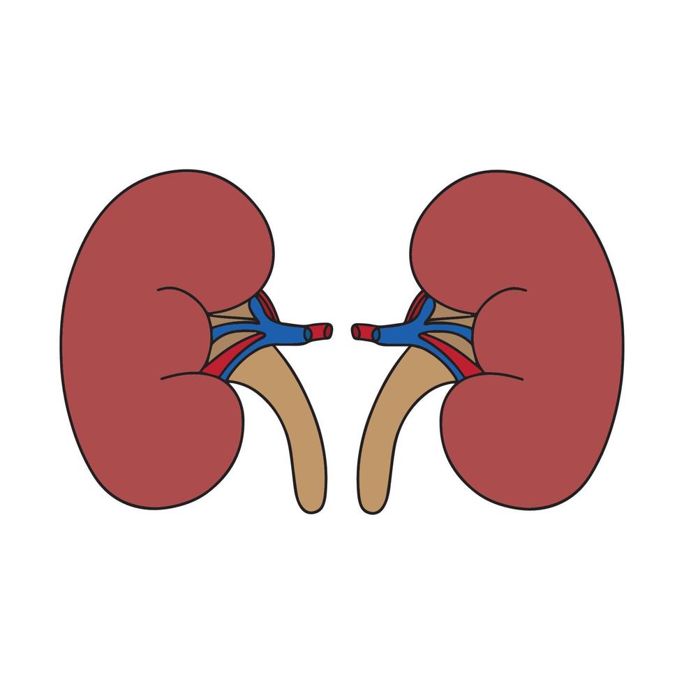 forte salutare reni isolato su un' bianca sfondo. vettore piatto icona design. il concetto di un' salutare organo medico illustrazione.